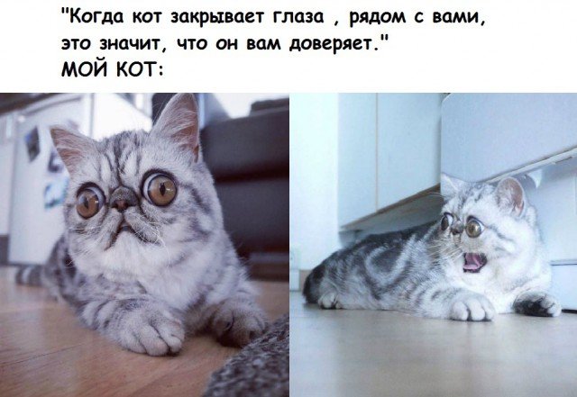 Кот Герман экзот