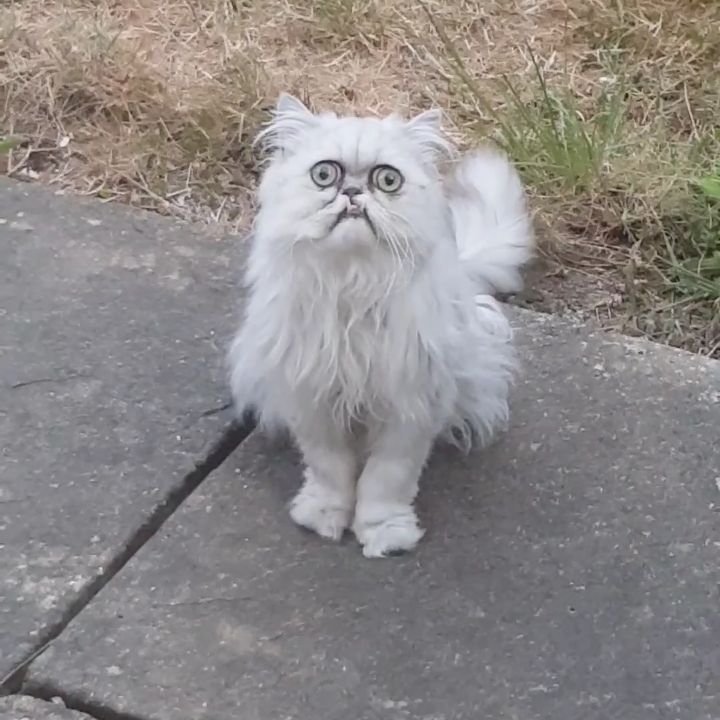 Пучеглазый кот