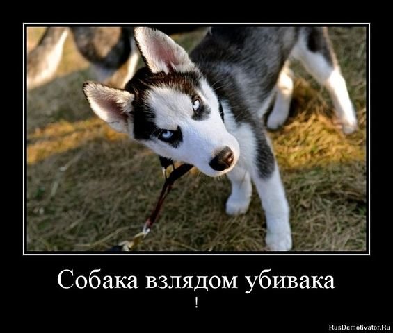 Собака подозревака демотиватор