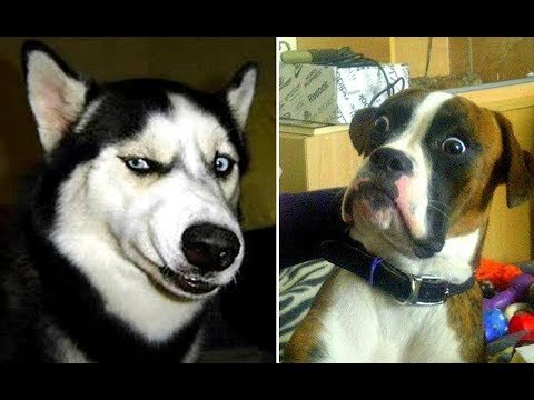 Собака улыбака собака подозревака