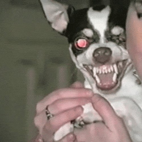 Злая чихуахуа гиф
