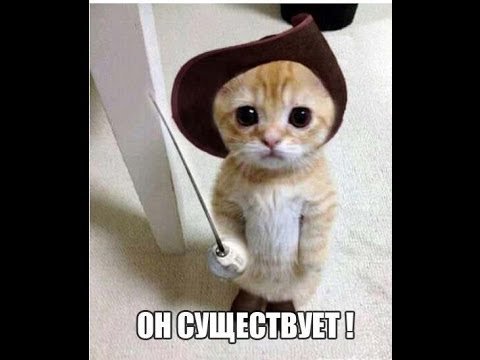 Смешные котята