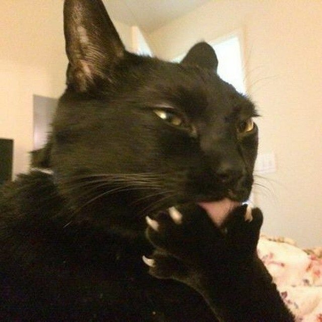 Всратая кошка