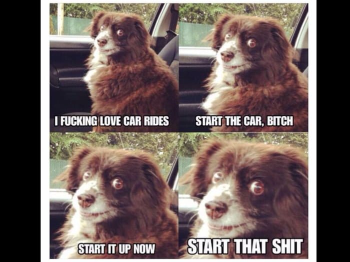 Собачка 3 сентября