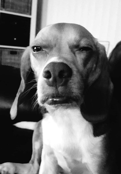 Собака подозревака