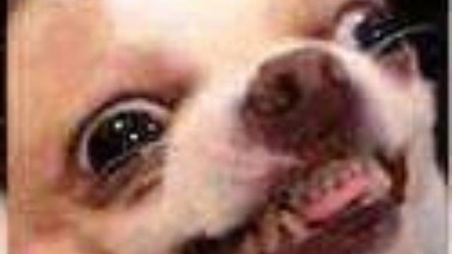 Чихуахуа мемы