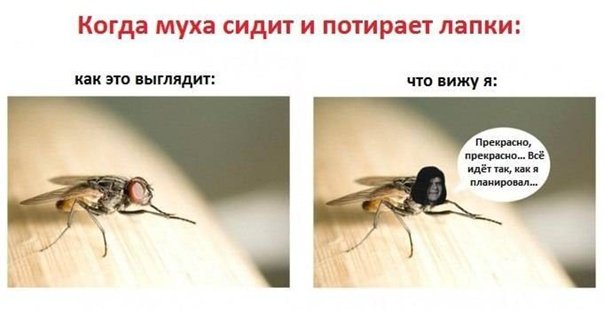 Зачем мухи потирают лапки