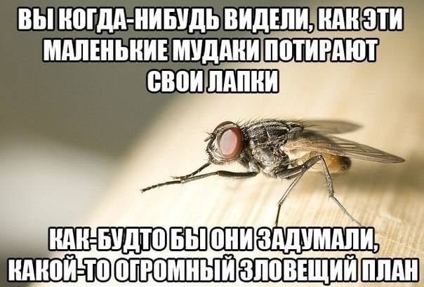 Назойливая Муха