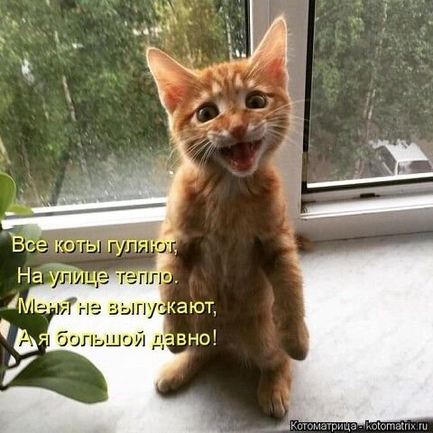 Смешные рыжие котята