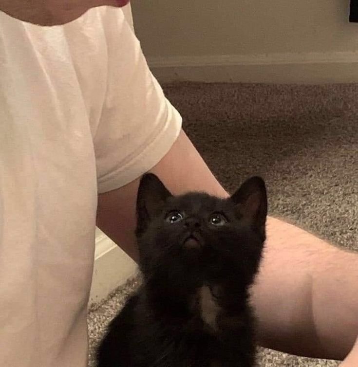 Надоел котенок