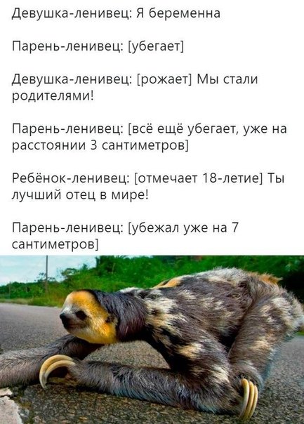 Шутки про ленивца