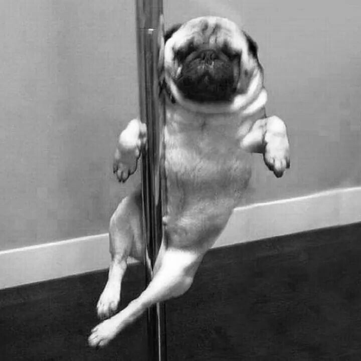 Мопс танцует