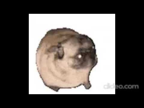 Танцующий Мопс