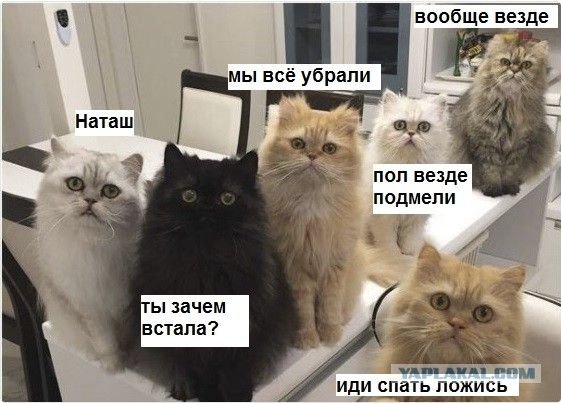 Мем про Наташу и котов