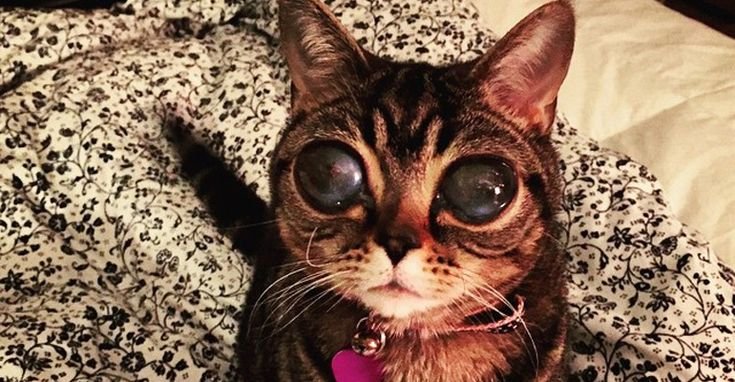 Матильда кошка