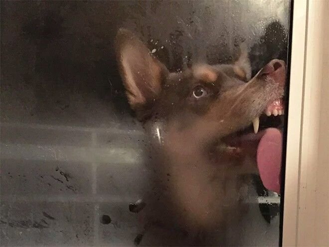 Облизывает стекло