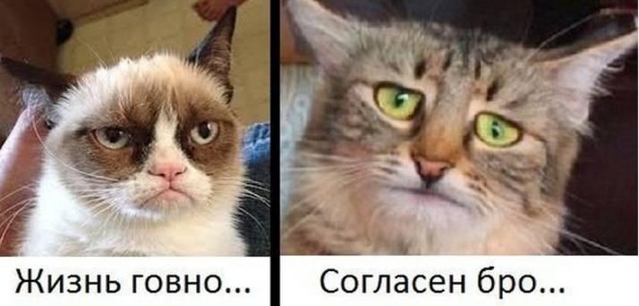 Кот не согласен