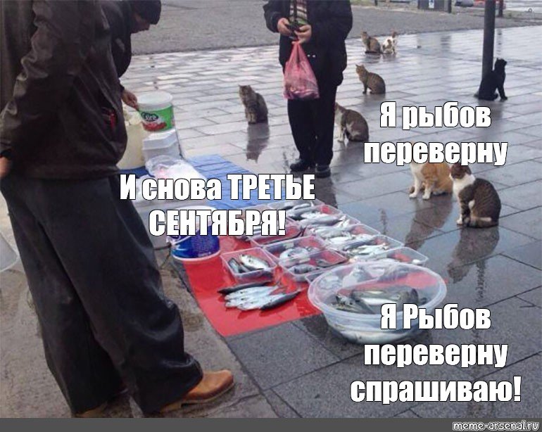 3 Сентября мемы коты
