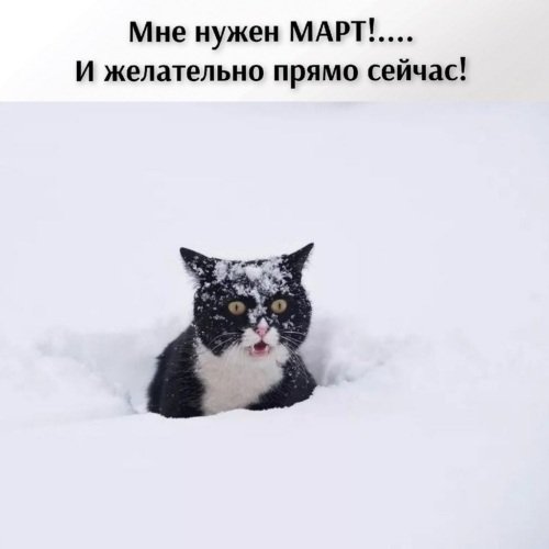 Кот в сугробе
