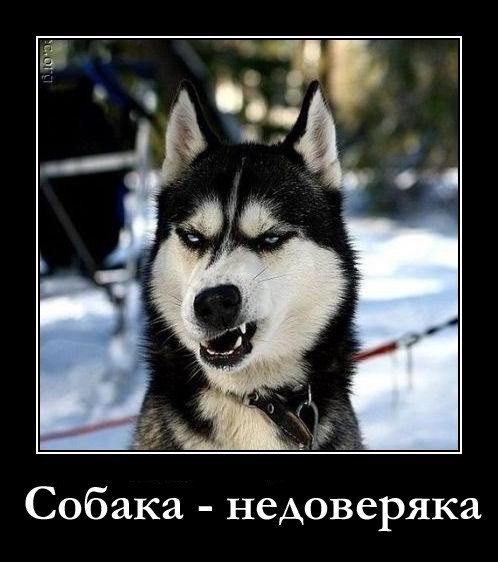 Собака улыбака собака подозревака