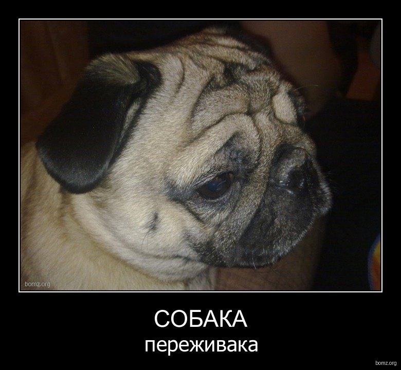 Собака переживака