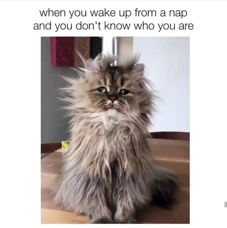 Лохматый кот