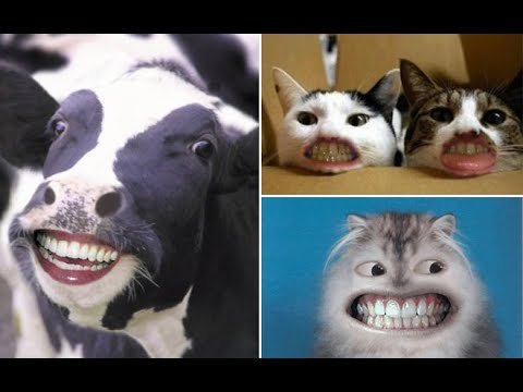 Кот улыбается с зубами человеческими