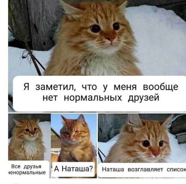 Мемы с котами и Наташей