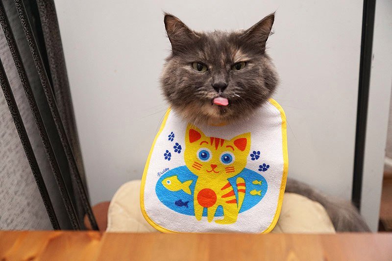 Жирный котик в слюнявчике