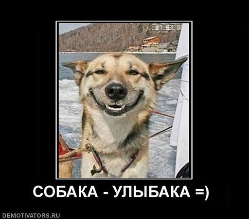 Собака-улыбака демотиватор