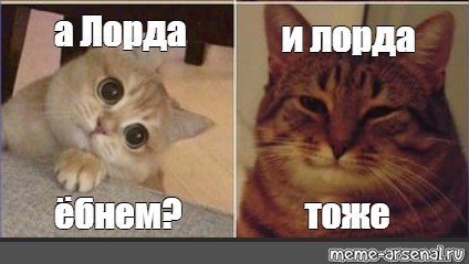 Мем коты и это тоже