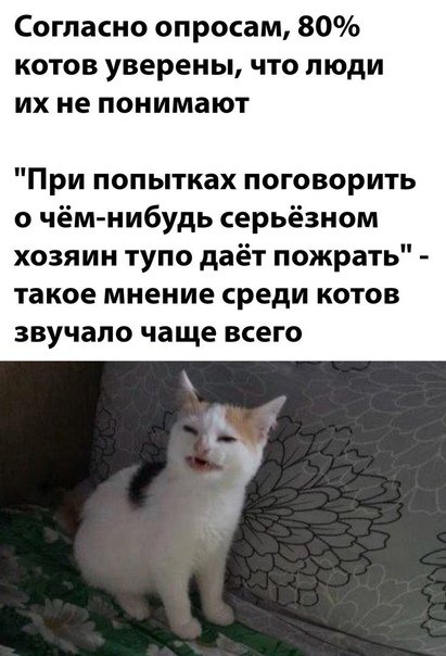 Такое мнение среди котов звучало чаще всего