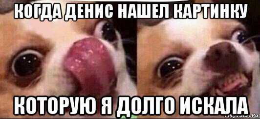 Мем с собакой чихуахуа