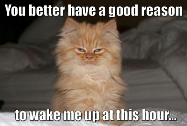 Невыспавшийся котенок