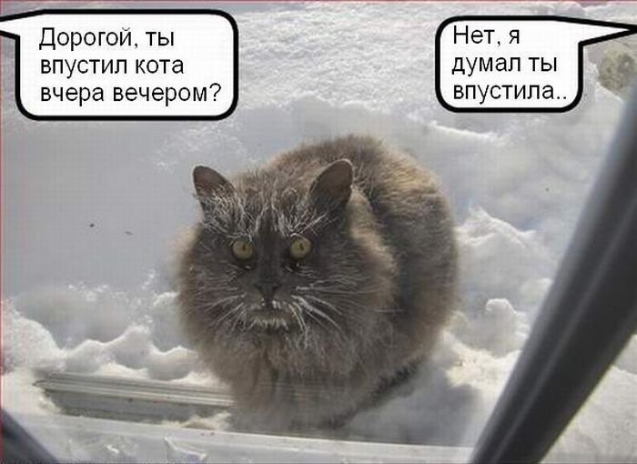 Злой замерзший кот