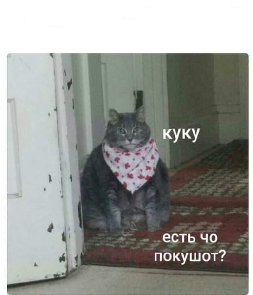 Есть что покушать кот