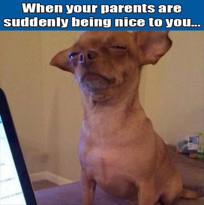 Чет подозрительно собака