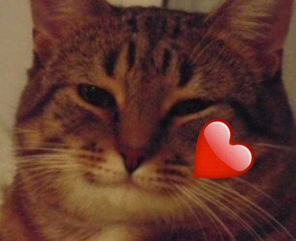 Соглашающийся кот