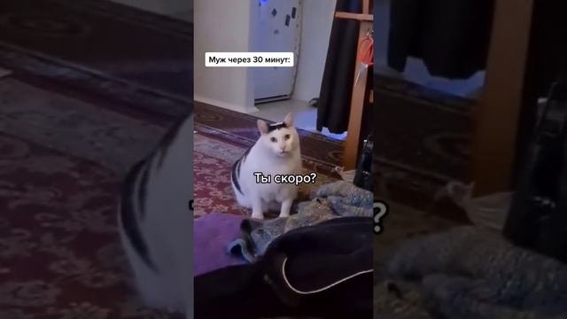 Толстый кот из тик тока Бендер