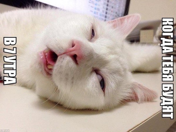 Кот не выспался