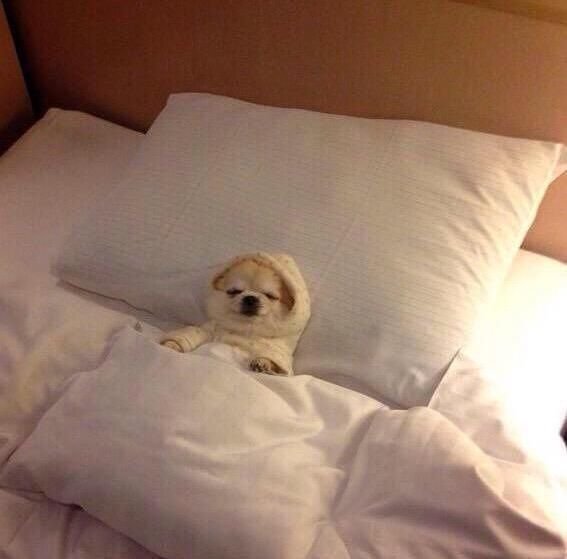 Животные под одеялом