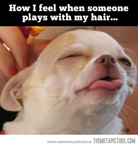 Счастливые животные