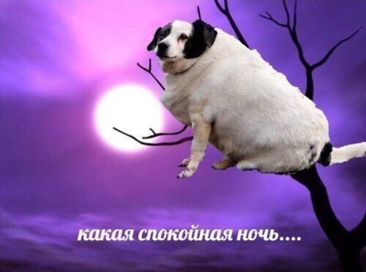 Мем спокойной ночи с собакой
