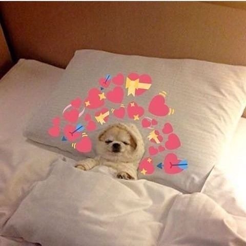 Спокойной ночи собаки