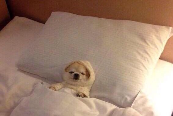 Спокойной ночи с собаками