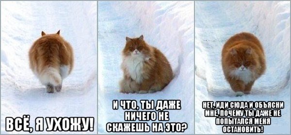 Злые вы уйду я от вас кот
