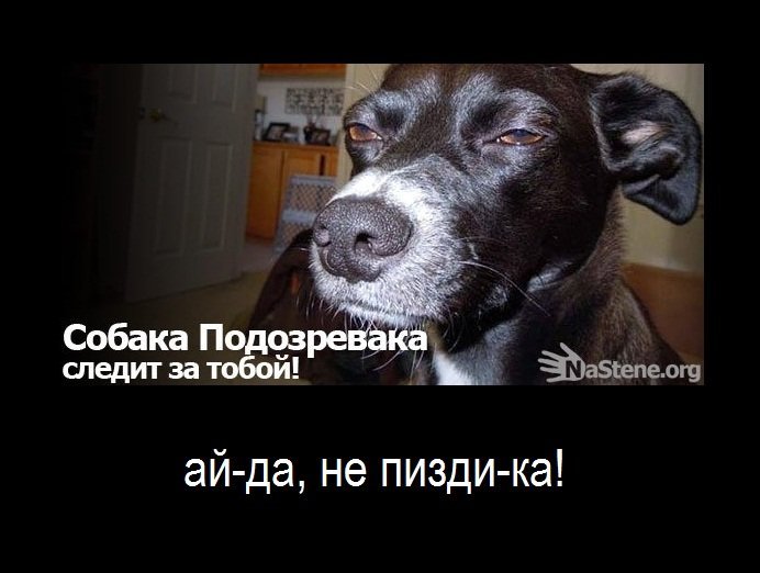 Мемы собака подозревака