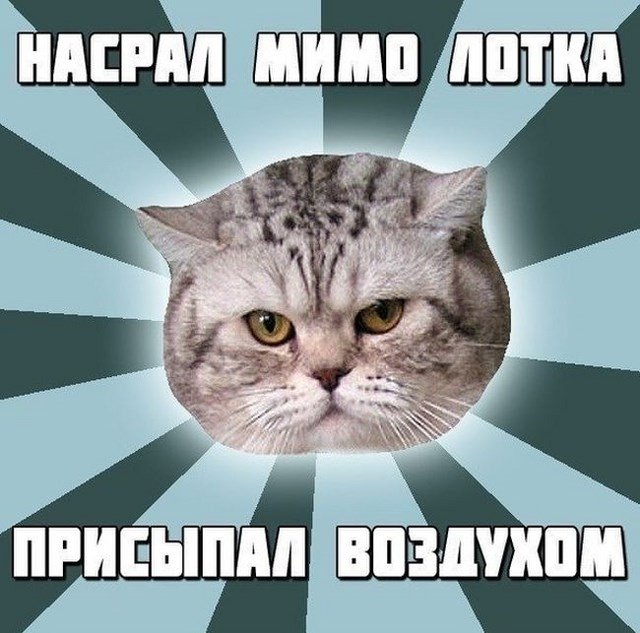 Мемы про котов