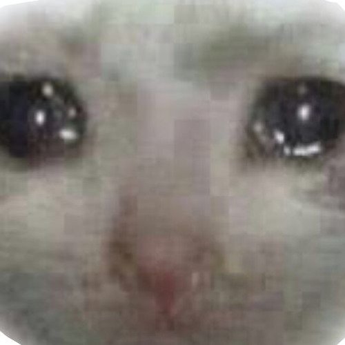 Плачущий кот из мема