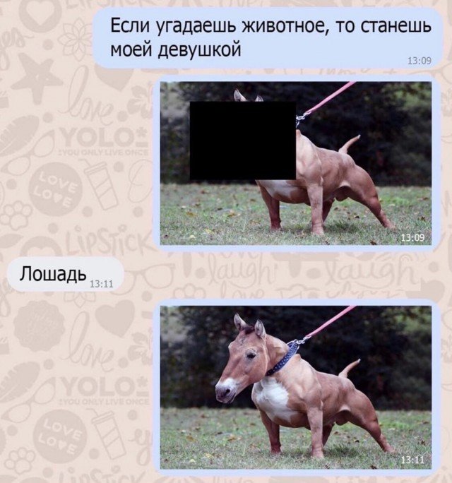 Угадайка животные